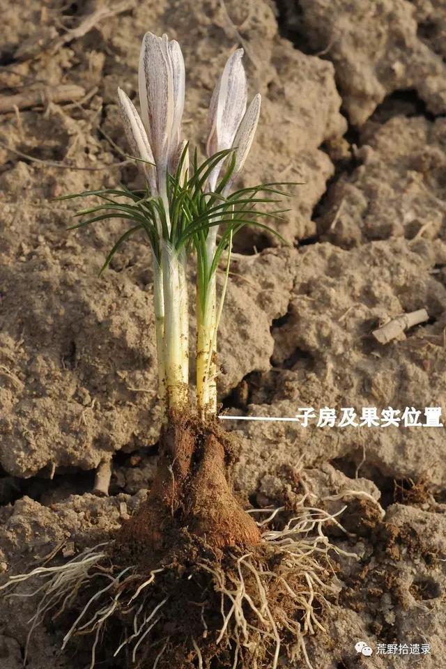 白番红花 Crocus alatavicus.（新疆野百合、顶冰花）