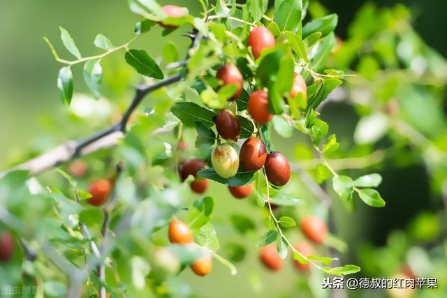 这几种果树适合在北方农村院子里种植，北方人要记住