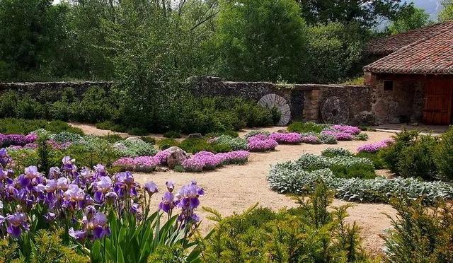 不容错过的几种沙土植物，搞定你的砾石花园