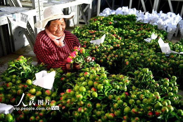 河南洛阳：芍药鲜切花 铺就致富路