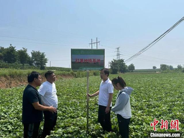 山西泽州：万亩红薯趟出“甜蜜”致富路