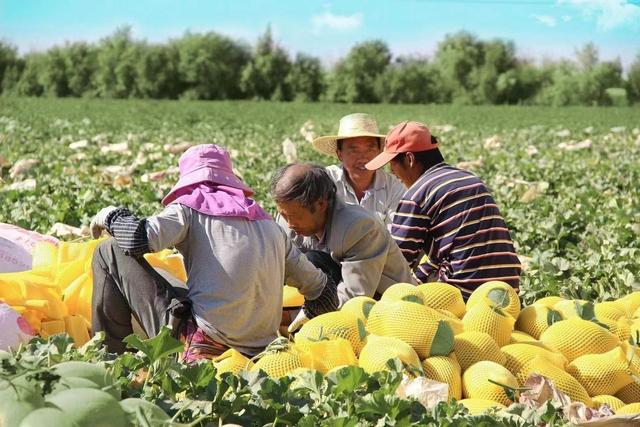 辛巴为农户们找到新销路，都昌一田双收粮渔共赢虾稻共作助农致富