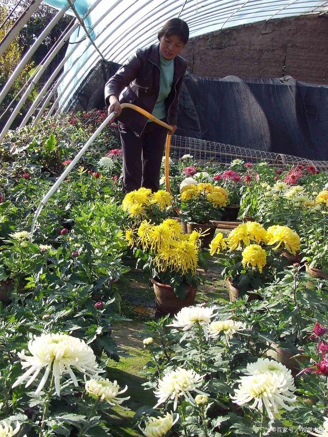 菊花种植方法和时间