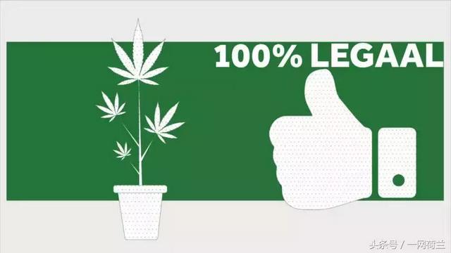 荷兰内阁坚持己见，决定明年4至10个市政府展开大麻种植试验