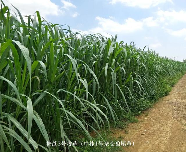 发酵牧草的制作方法与在养猪上各阶段参考配方