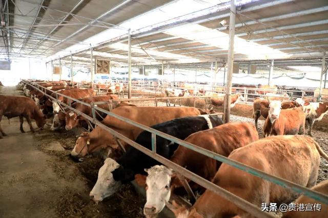 贵港这家生态养殖场，肉牛的“伙食”独特，产值近千万