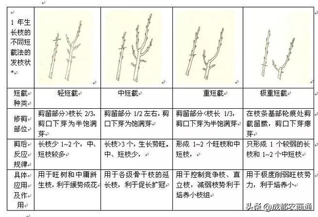 红枣的种植方法和管理技巧！