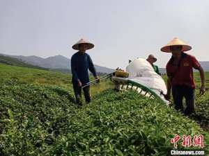 吉安野鸡养殖场(红土地上振兴路：密织林下“经济带”敲开山村“致富门”)