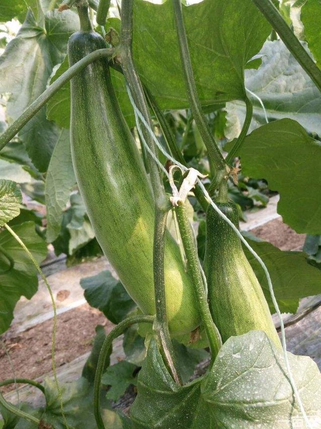 羊角蜜怎样种植能够高产，各个环节都要注意