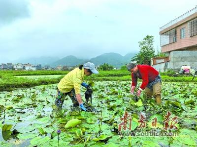 村民将花卖到广州花卉市场