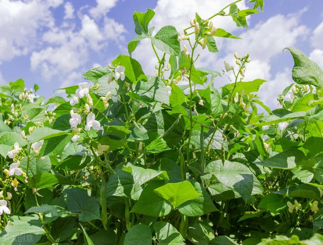 菜园种植豆角四季豆，学着做好这几点，豆荚挂满架，天天摘不完