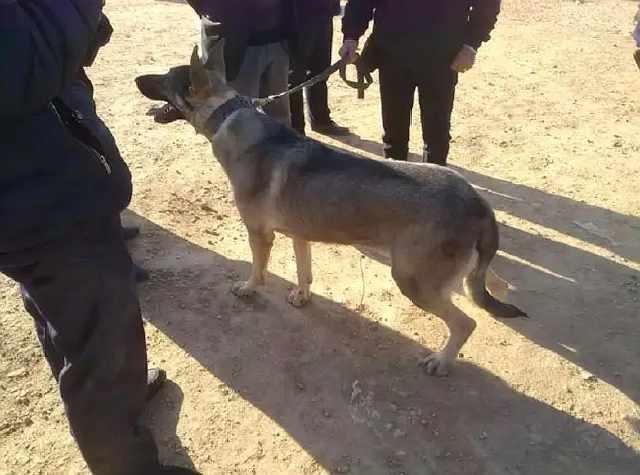 狗市来了只纯种狼青犬，懂行的出三千，外行却说最多两百