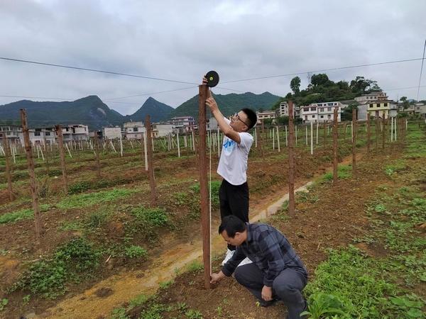 镇宁县扁担山镇：“小瓜蒌”种出致富路