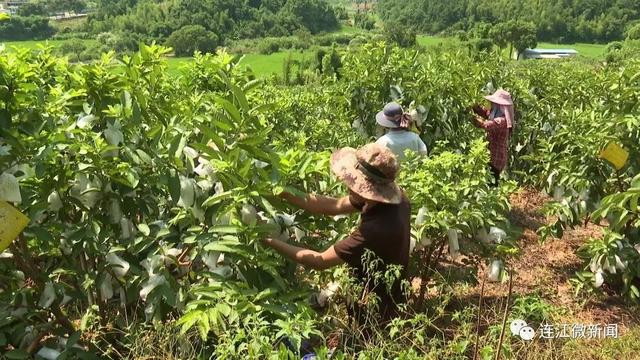 连江人领“鲜”了！丹阳镇坂顶村60亩红心芭乐已成熟上市