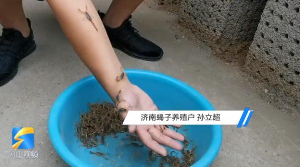 90后小伙用蝎子“按摩”，被蛰过100多次……“麻麻的，像揪汗毛一样舒服”