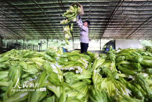 广东鹤山：霸王花大丰收