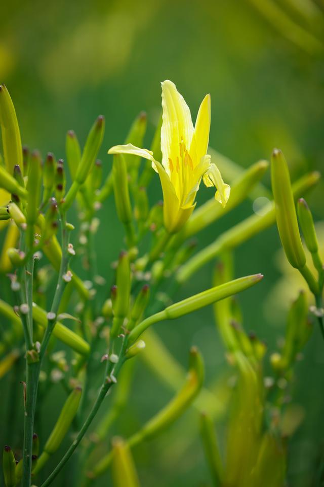 立秋：品黄花菜 忘记忧愁