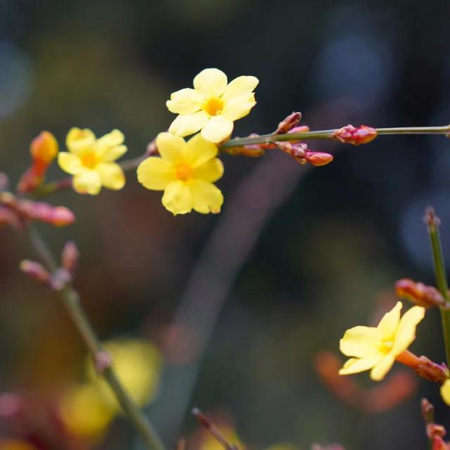 北京花讯丨香山迎春花初绽，主要集中在这些地方！