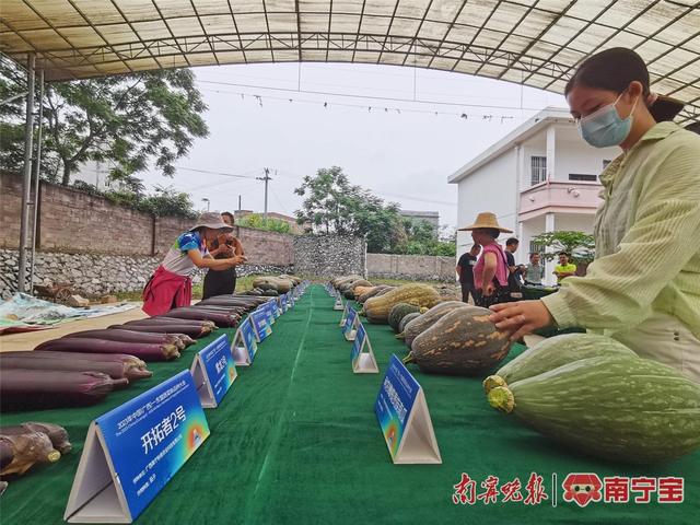 上千个蔬菜新品种亮相！2023年中国（广西）-东盟蔬菜新品种大会开幕