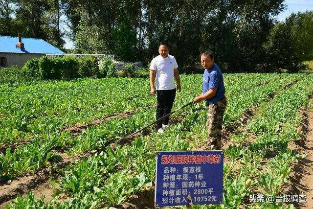 种植“中药材” ，开出乡村振兴新“良方”