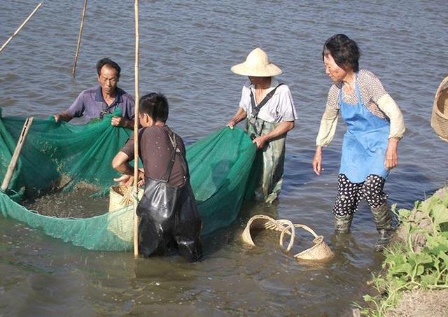 “太湖1号”青虾池塘主养技术