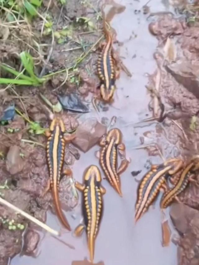 云南大理出现不知名生物，长相非常漂亮，引来众多网友议论