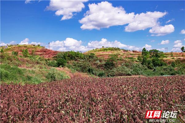 怀化溆浦这片红高粱地“红”了，不仅是网红打卡地，还是农户们的致富宝地