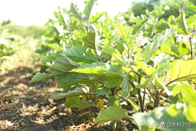 春季种植茄子如何育苗、定植，几个细节不可忽略，赶紧收藏