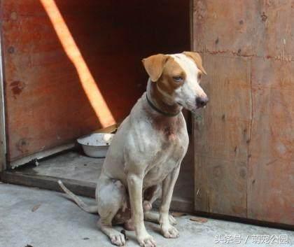 中华名犬——太仓猎犬