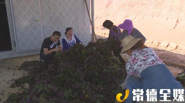 临澧：贫困村种紫苏，每亩利润约5000元