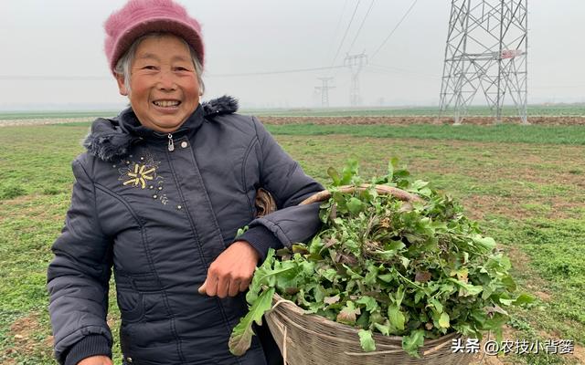 荠菜四季都能种，种植方法很简单！看完这篇文章你也能种出好荠菜