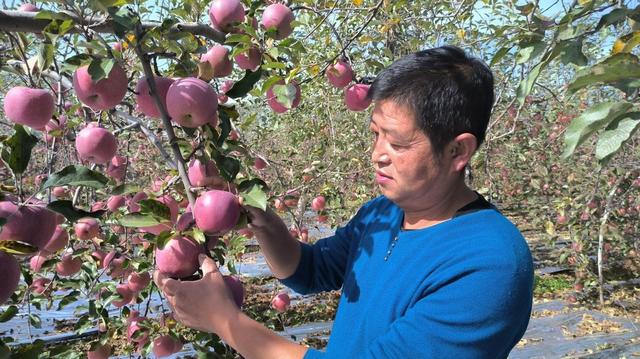 每亩多收入1200元 免袋苹果种植受果农青睐