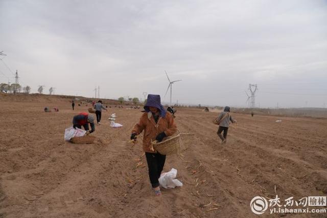 靖边天赐湾镇流转500亩土地种“旱地红葱”