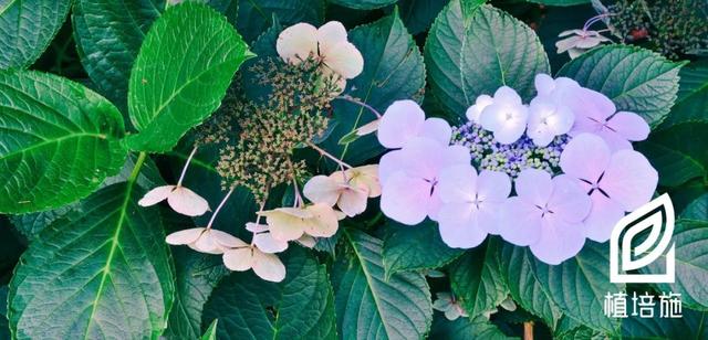 「植培施」八仙花Hydrangea macrophylla 落叶灌木类栽培手册