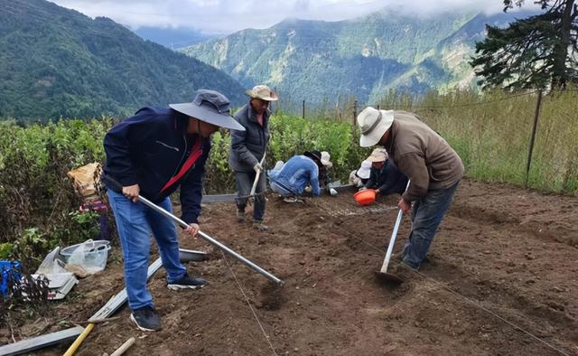 助力乡村振兴 成都航院帮助纳坡村发展壮大瓦布贝母种植产业