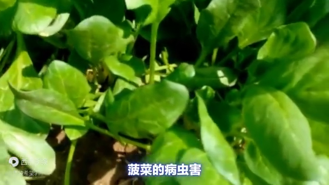 菠菜的种植技术和基本情况，你了解多少？