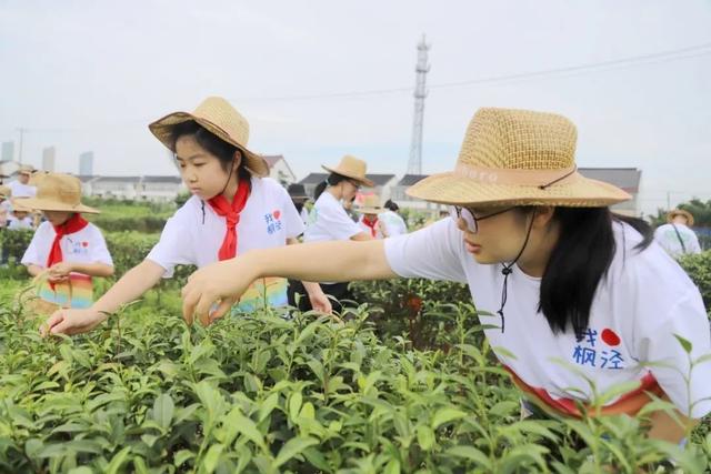 萌娃化身“小茶农”！金山这里的暑期活动解锁“快乐”新方式→