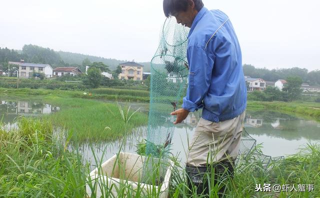 小龙虾养殖，7成养殖户都不知道的投喂知识！做好产量翻番