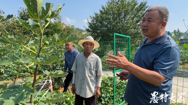 无花果熟了！这里的无花果甜了游客，更富了村民