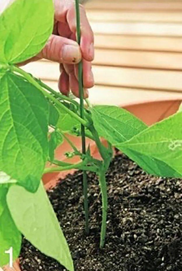 芸豆虽是豆，但不易生出根粒菌，栽种芸豆需要基肥又需要追肥