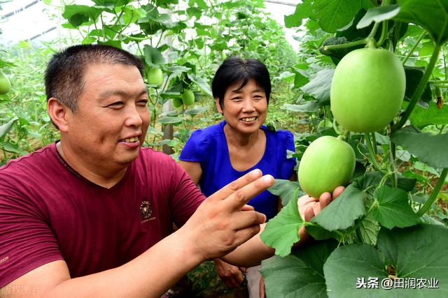 湖北省西甜瓜主栽模式，及主栽品种介绍，一起来看看吧