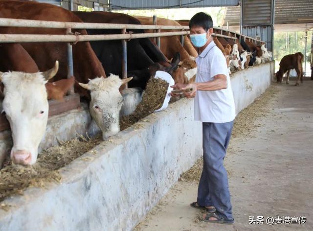 贵港这家生态养殖场，肉牛的“伙食”独特，产值近千万