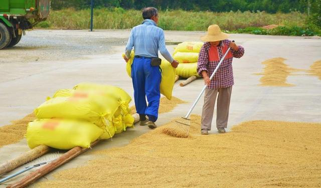 70岁大爷自家无水田，却种出18000多斤稻谷，村民主动放弃锻炼