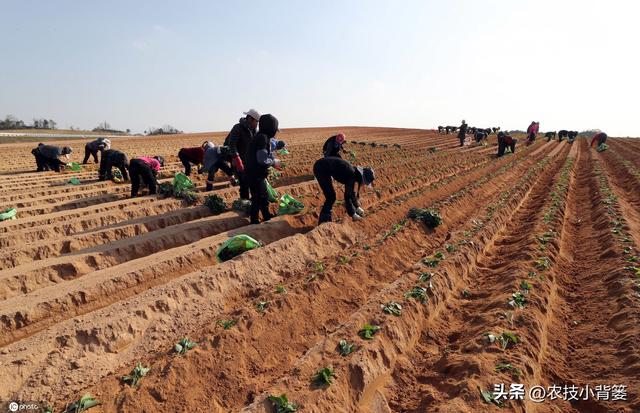 红薯藤蔓育苗和薯块育苗有何不同？红薯平栽、直栽、斜栽哪种好？