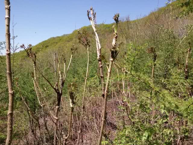 这树满身刺，树芽却是极品野菜，出口日本成高端菜，营养不输人参