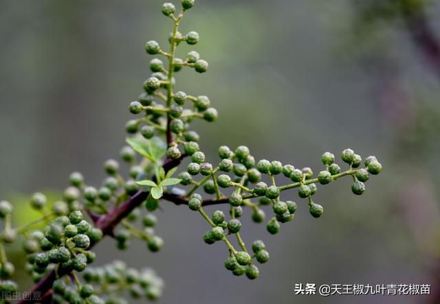 「花椒管理」青花椒适合种植的一个季节？哪时栽才早结果易活呢？