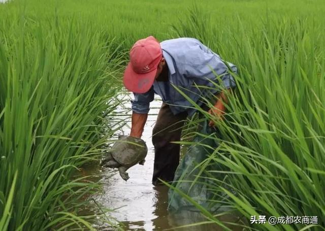 养殖甲鱼无从下手？多种方式，总有一个适合你