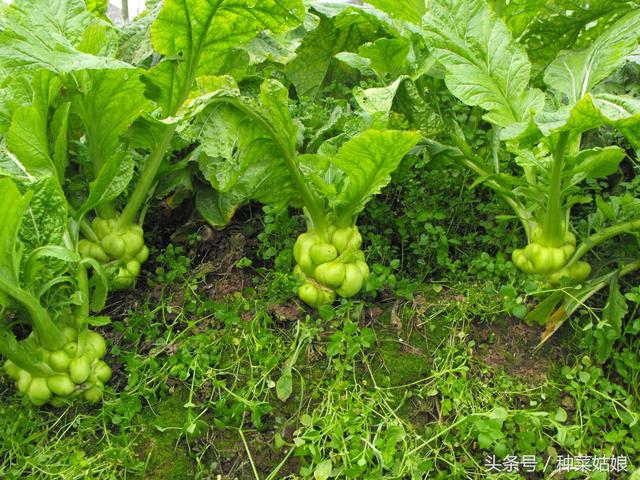 茎用芥菜（榨菜）的种植方法