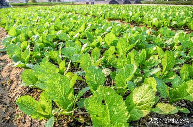 秋分种植管理忙，菠菜小葱全种上，白菜浇水把肥上，还可以种什么