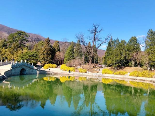 北京花讯丨香山迎春花初绽，主要集中在这些地方！